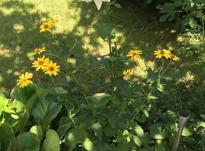 Terrazza 아파트 *